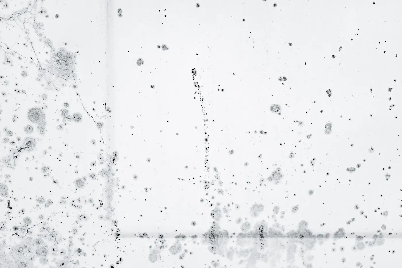 Mold Remediation Cost Guide